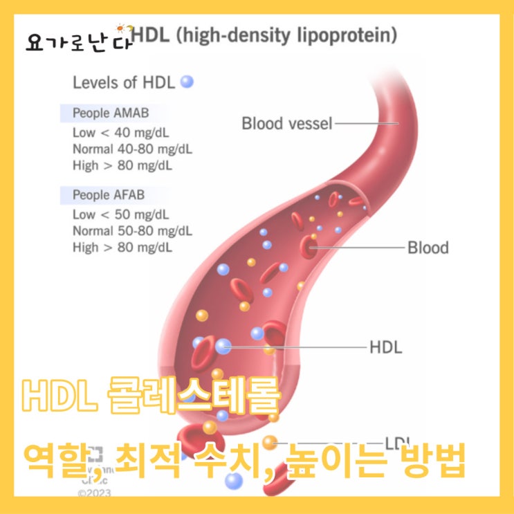 HDL 콜레스테롤(HDL cholesterol) _ HDL 콜레스테롤은 왜 좋은 콜레스테롤이 되었을까요? _ 최적의 HDL ...
