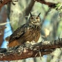 수리부엉이_Eurasian Eagle Owl