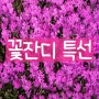 🌸 2024 대성농원 꽃잔디(홍설, 백설, 패랭이) 입고 🌸