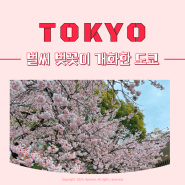도쿄 벚꽃 2024년 실시간 볼 수 있는 곳 우에노공원 위치