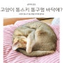 고양이 똥스키 똥구멍을 바닥에 끌어요