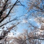 우리 동네 숨은 벚꽃명소 파주 오산리 기도원 가는법 주차장 정보