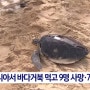 바다거북 먹고 9명 사망, 켈로니톡시즘