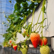 천안 도그베리팜 딸기수확체험, 아쿠아포닉스체험, 셀프바베큐 (2024.3)