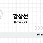 [수 필라테스] 갑상선