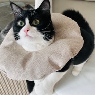 오도넛 고양이 넥카라 튜브| 고양이 중성화 수술 필수품 넥카라