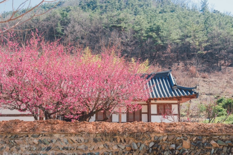 [대구] 2024 매화향기 가득한 옻골마을의 봄 (동구3...