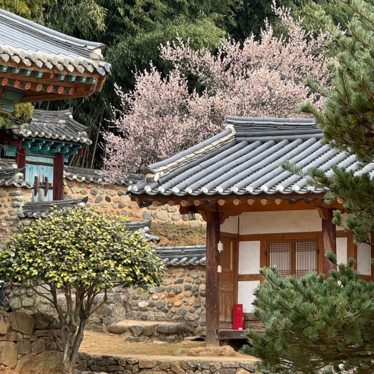 경남 매화 명소 부산 근교 밀양가볼만한곳 밀양향교