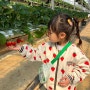 양주 옥정 딸기체험농장 하나농원 최고(당일 체험가능)🍓🍓🍓