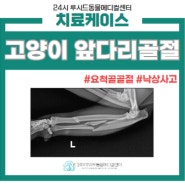 고양이 낙상 사고로 인한 앞다리골절(요척골골절) 수술, 서울 24시 동물병원