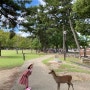 아이랑오사카 : 오사카사슴공원 나라사슴공원 가는법 🦌🍃