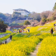 제주 서귀포 가볼만한곳 3월 유채꽃 명소 중문관광단지 엉덩물계곡 주차