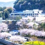 남해 왕지 벚꽃 만발하는 남해대교 문화행사 소개해요!