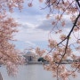 3월 벚꽃 축제 여행 추천 워싱턴 기념탑, 링컨 기념관
