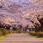 2024 일본 벚꽃 개화 시기 오사카 도쿄 후쿠오카 벚꽃명소