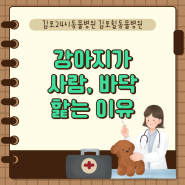 김포24시동물병원 강아지 사람 바닥 핥는 이유