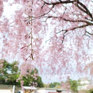 일본여행 나고야 벚꽃명소 BEST3 필수 여행코스