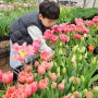 김해 아이와 가볼만한곳 플라워팜팜 튤립 농장체험