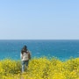 에메랄드빛 함덕 해변, 서우봉 유채꽃 지금 활짝 개화 (240309촬영)