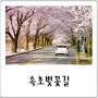 블링블링 속초 벚꽃 명소 7! 봄 여행지 추천