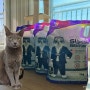 고양이 입양 준비물 마이도미넌트 벤토나이트모래