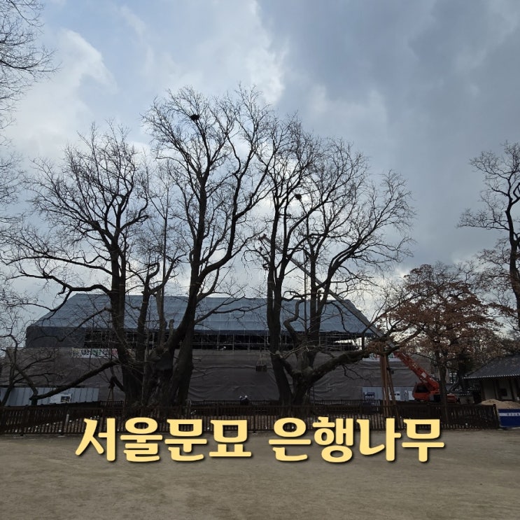 서울 종로 가볼만한곳 서울문묘 은행나무 천연기념물...