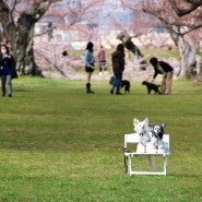 2024 일본 벚꽃 개화 시기 축제 (후쿠오카 삿포로 하코다테 명소 여행)