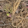 자연산 구릿대 나물 모종 뿌리 효능 먹는법 파는곳