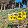 [대전근교 드라이브] 3월 10일 서산 유기방가옥 수선화 안 폈어요.
