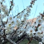 봄봄봄! 광양 매화마을