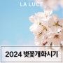 2024 벚꽃개화 시기, 벚꽃 명소 알아보기~!