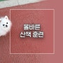 올바른 강아지 산책 훈련 방법