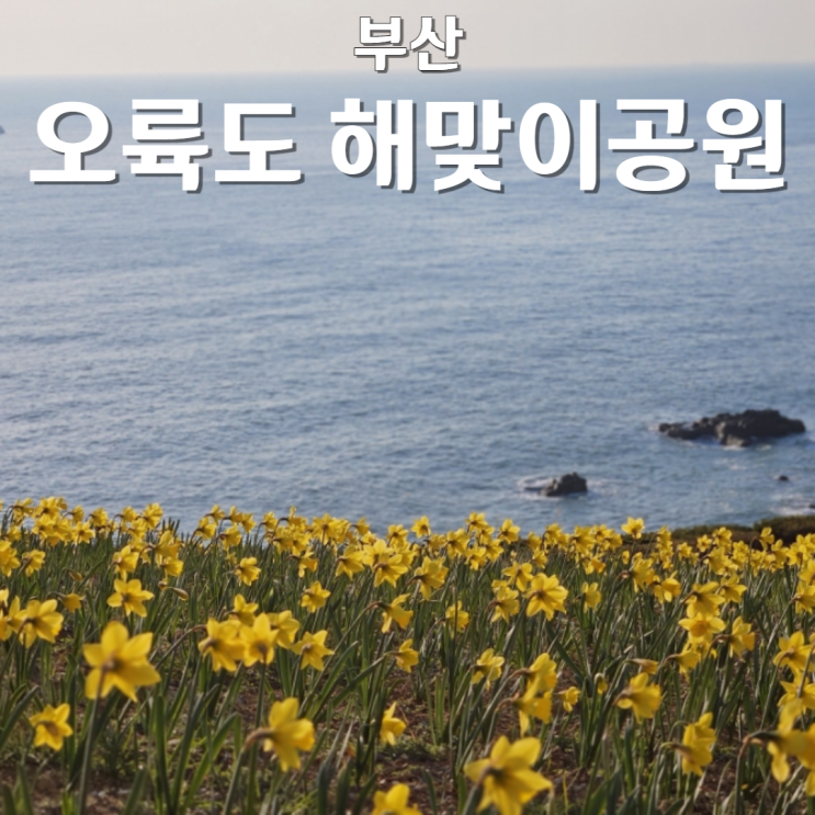 부산 오륙도 해맞이공원 수선화 개화상황 3월 꽃구경