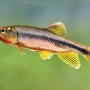 [동물 이야기] 갈겨니 - 봄 알리는 민물고기… 여름 번식기엔 수컷 색깔 화려해져