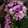 봄 다육 꽃 칼랑코에 혹은 카랑코에 키우기