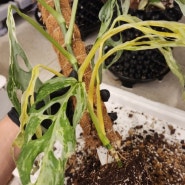 식물 잎이 아래에서 부터 노랗게 변할때 대응방법