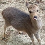 일본 오사카 근교 소도시 여행 난바에서 나라 사슴 공원 가는법 시간 입장료 고후쿠지