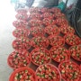 딸기 수확이 한창