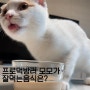 [모란시장 고양이 모모] 프로먹방러 모모, 사람 음식중 좋아하는 것은?