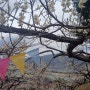 [꽃여정1] 광양매화축제 3월 11일 방문 후기