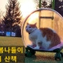 서울 봄나들이 고양이 산책 집사일기-강동구 동명근린공원 축구장