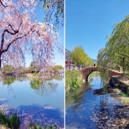 부산근교 여행지 창녕 연지못 만년교 수양벚꽃이 늘어진 사진찍기 좋은곳
