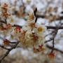 봄날의 소풍, 매화꽃 명소 '해남 보해매실농원'