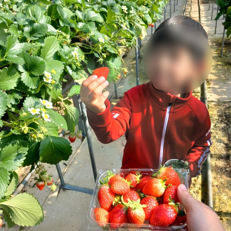 고령) 대구 근교 딸기 체험, 아이와 둘이서 다산딸기조합농원...