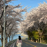 남해 : 남해 벚꽃여행 왕지벚꽃길