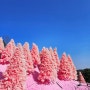 핑크모래와 핑크트리의 향연. 포천 허브아일랜드