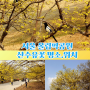 3월 서울 가볼만한곳 올림픽공원 나홀로나무 산수유 꽃구경 위치