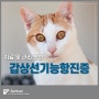 고양이 갑상선기능항진증의 치료 및 관리