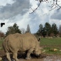 영국 코츠월드 동물원 아기랑 같이 가기 너무 좋아요 (미리 예약 필수) Cotswold wildlife park & Gardens