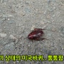 미국바퀴벌레 특징과 퇴치 방법(feat. 유입 경로 차단)
